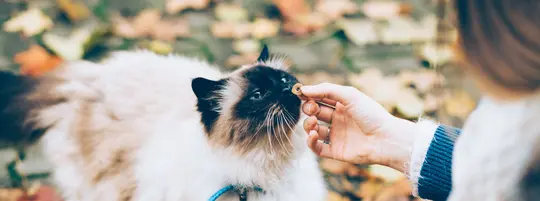 cat recieving a treat