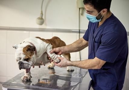 a bulldog being examined for elbow dysplasia