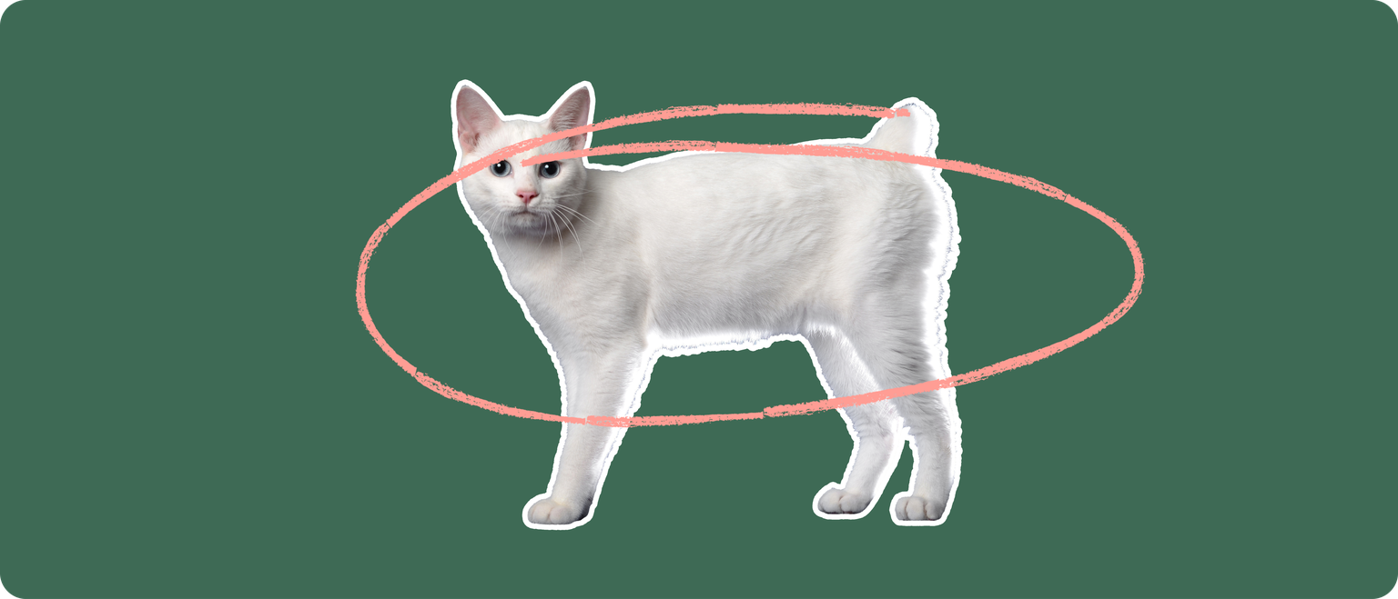 A white Japanese Bobtail cat cut out with a white outline, with a pink circle around it's body, on a solid green background