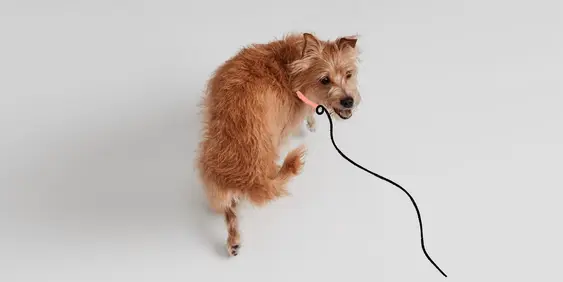 Dog on leash looking up at parent