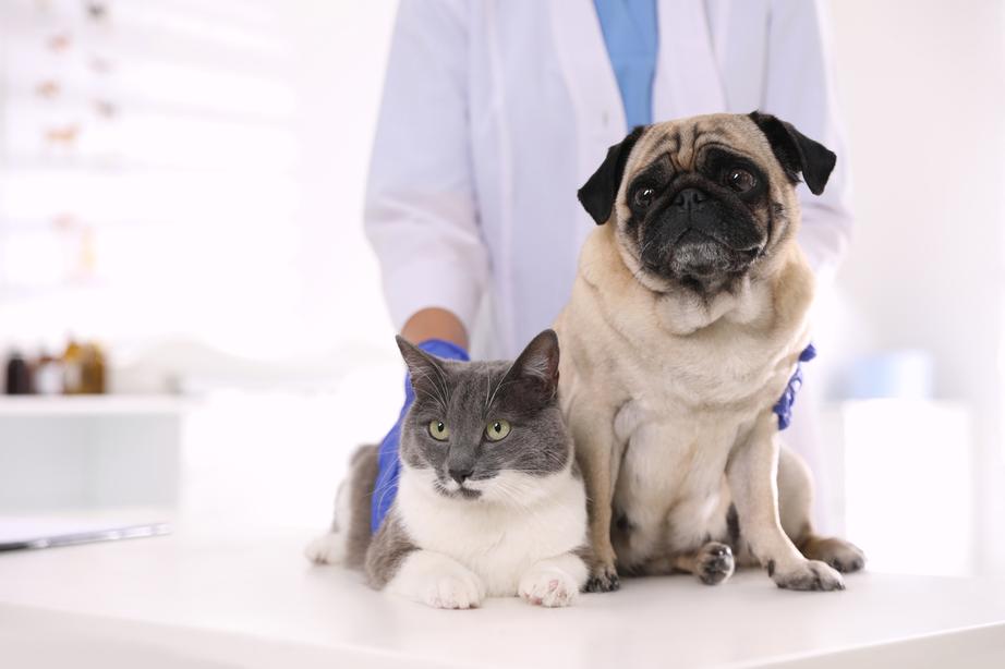 Cat and dog on a table