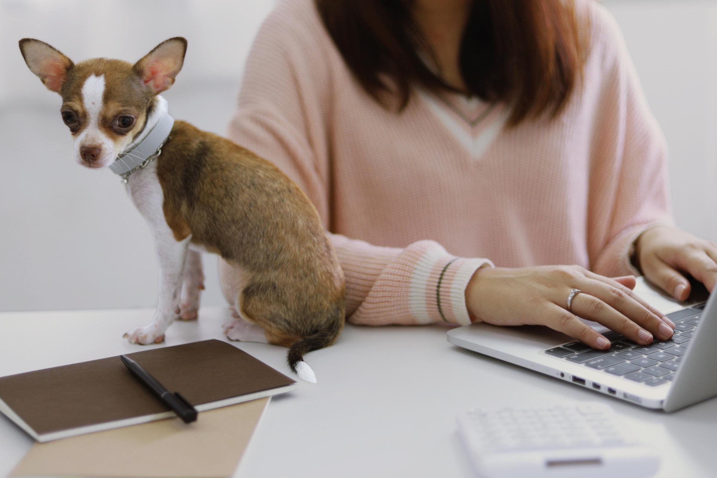 Woman using a laptop while a brown-and-white chihuahua puppy sits next to her on the desk
