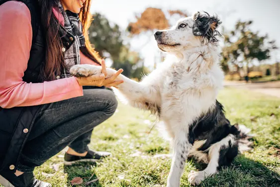 Image of a Border Collie offering its paw as part of training