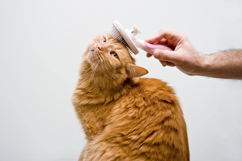 Man brushing his orange cat with a pink and white grooming brush