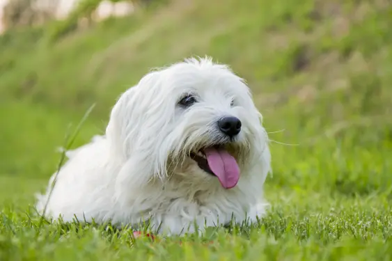 Coton de Tulear lying in the grass