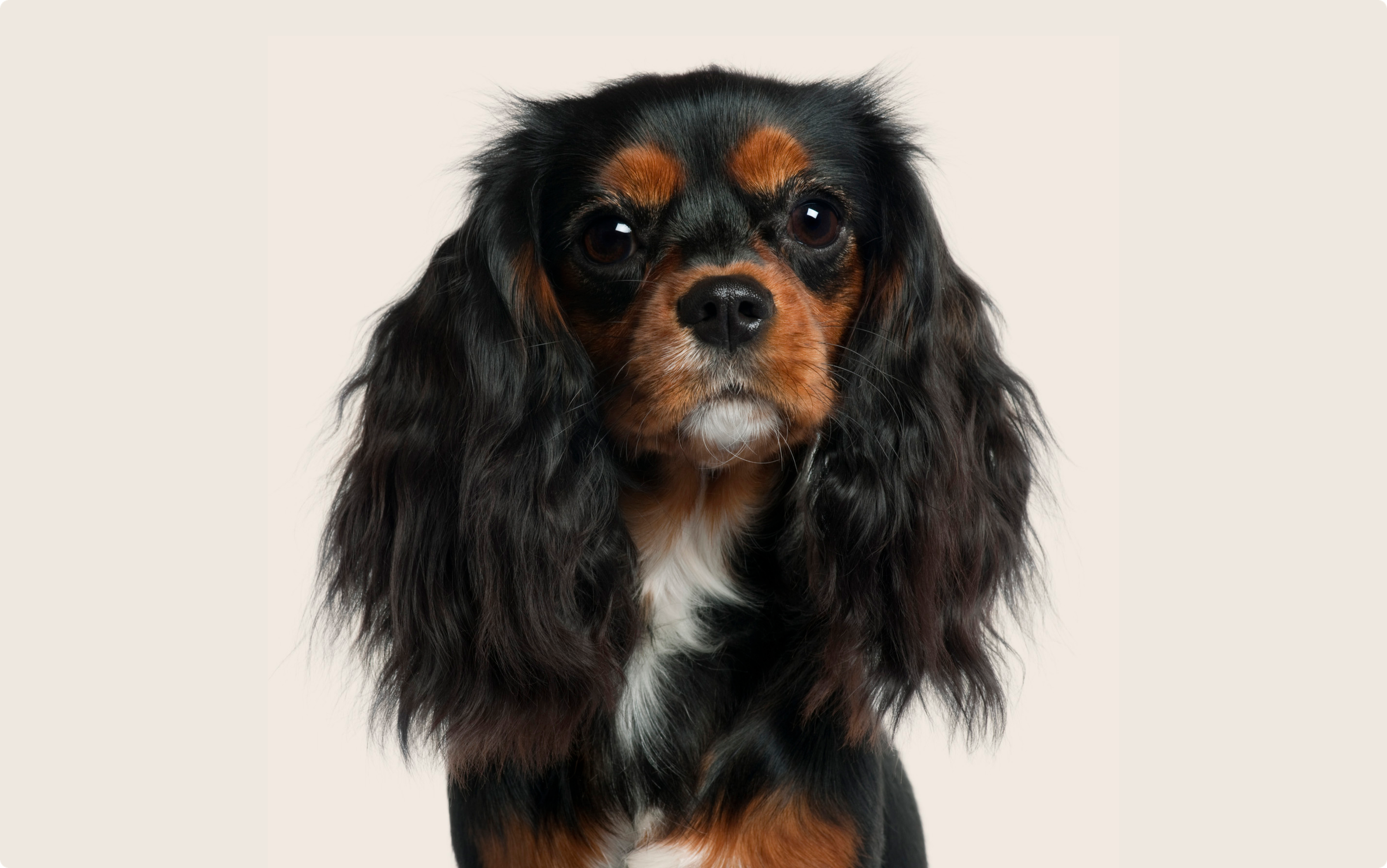 Cavalier king charles spaniel