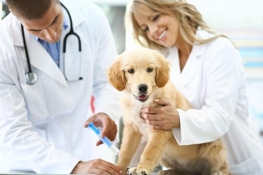 Puppy getting an injection
