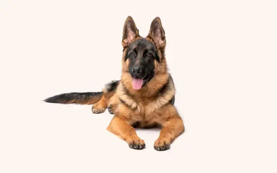German Shepherd Lying on the Ground