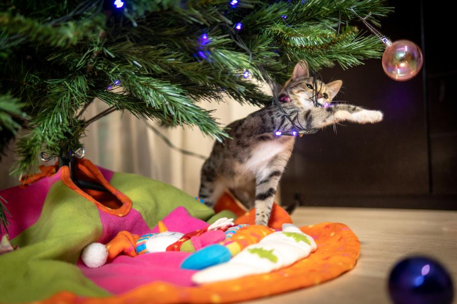 A small cat paws at a Christmas tree bauble