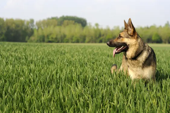 German Shepherd dog looking right