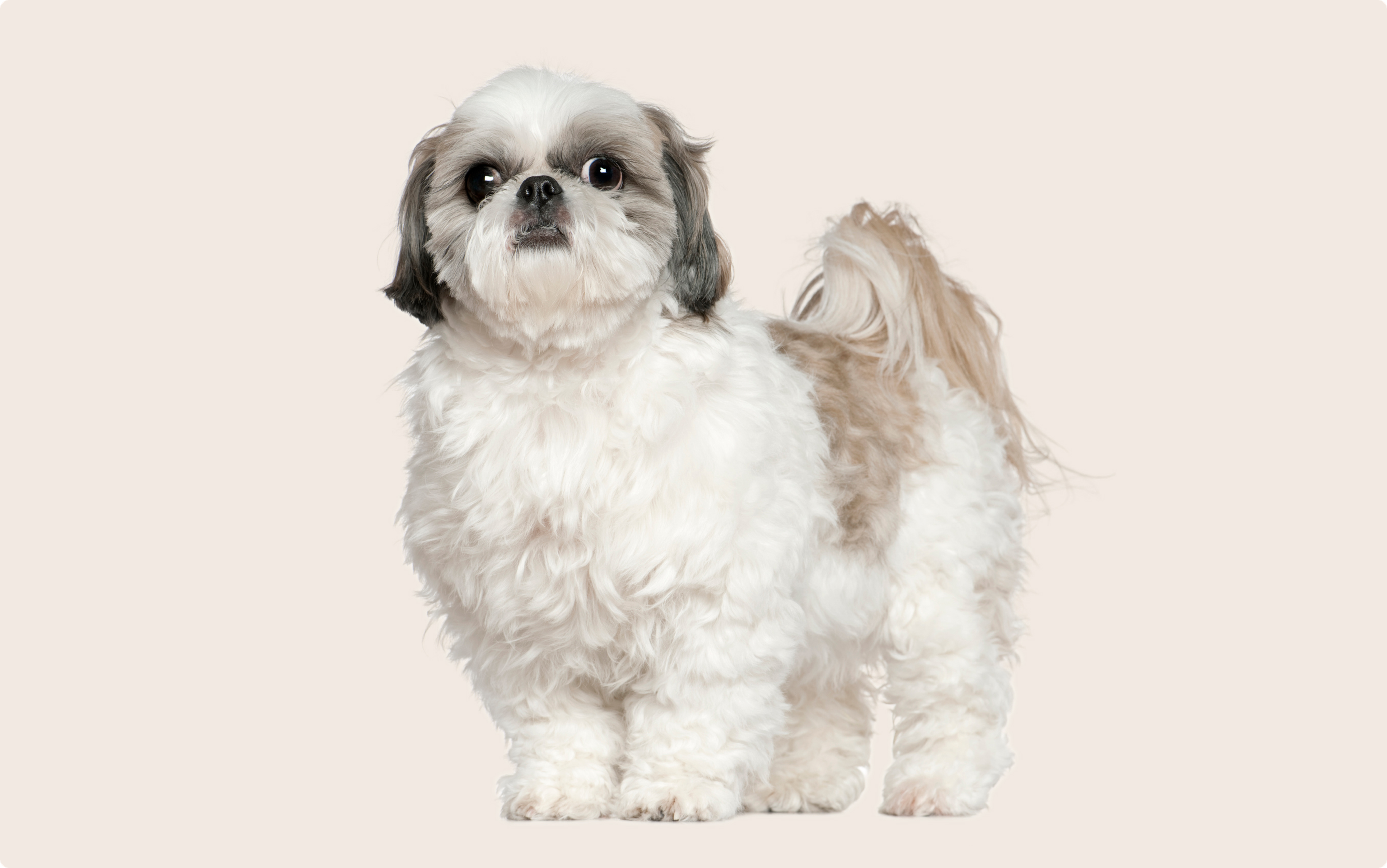 shih tzu