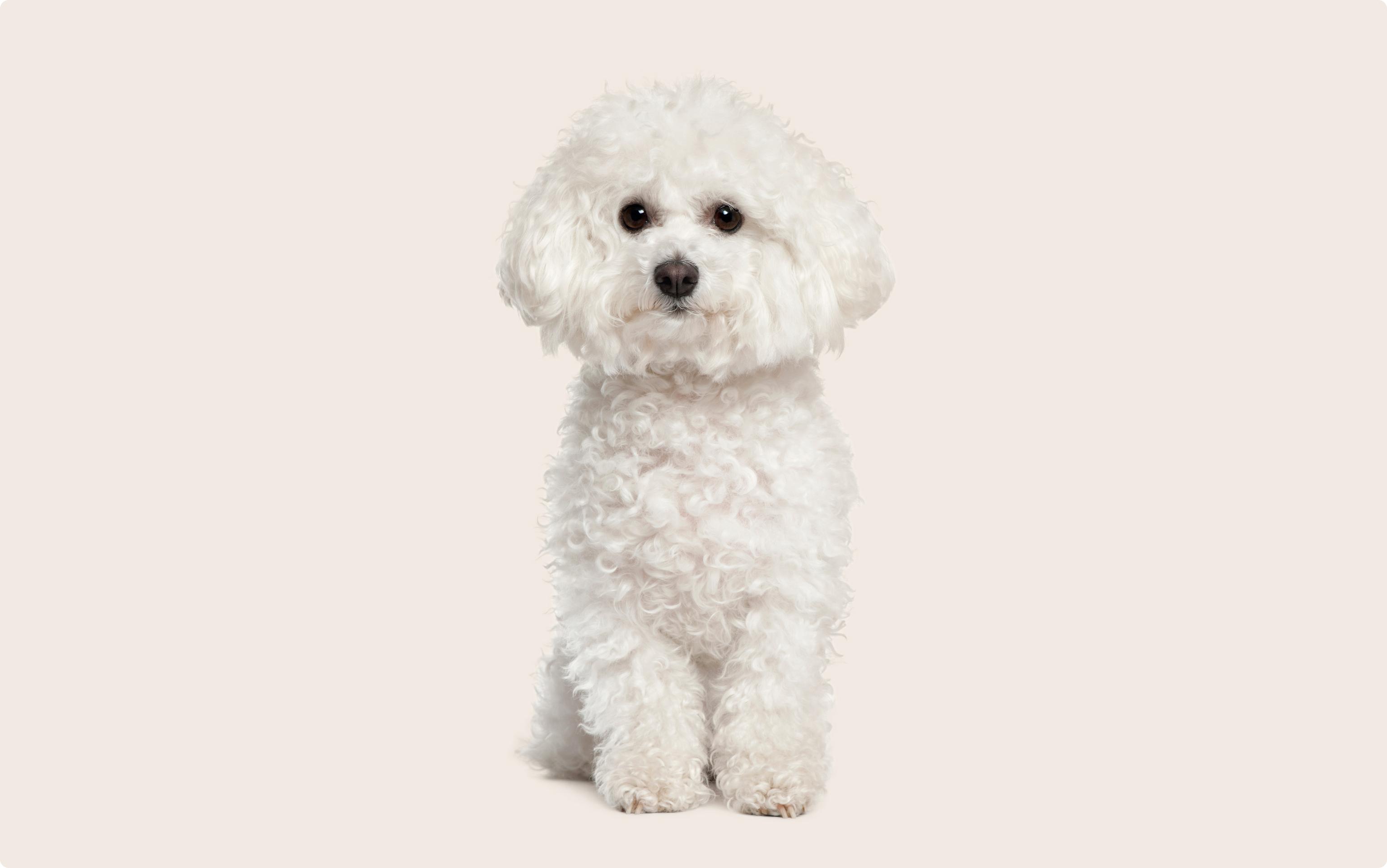 Bichon frise staring into the camera on a beige background