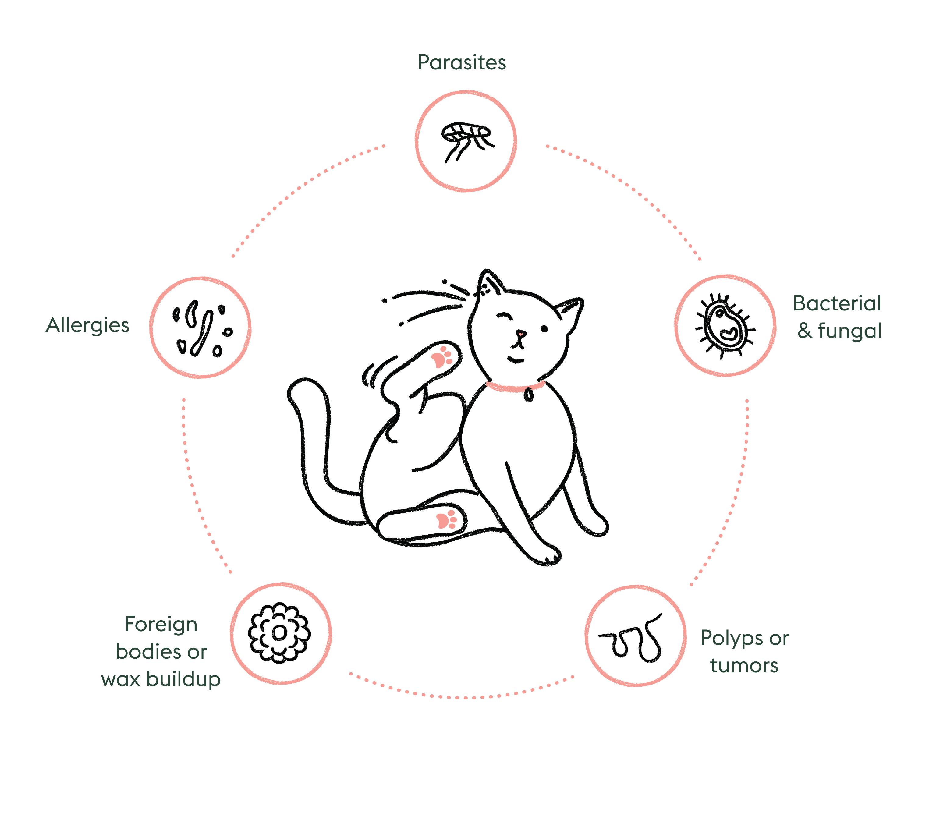 A diagram with a cat in the center scratching its ear, and around the cat are bubbles that say Parasites, Bacterial &amp; fungal, Polyps or tumors, Foreign bodies or wax buildup, and Allergies