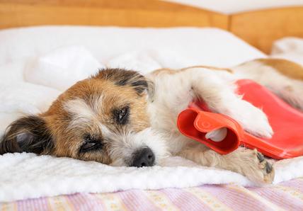 A brown-and-white dog lays next to a red hot water bottle on a bed